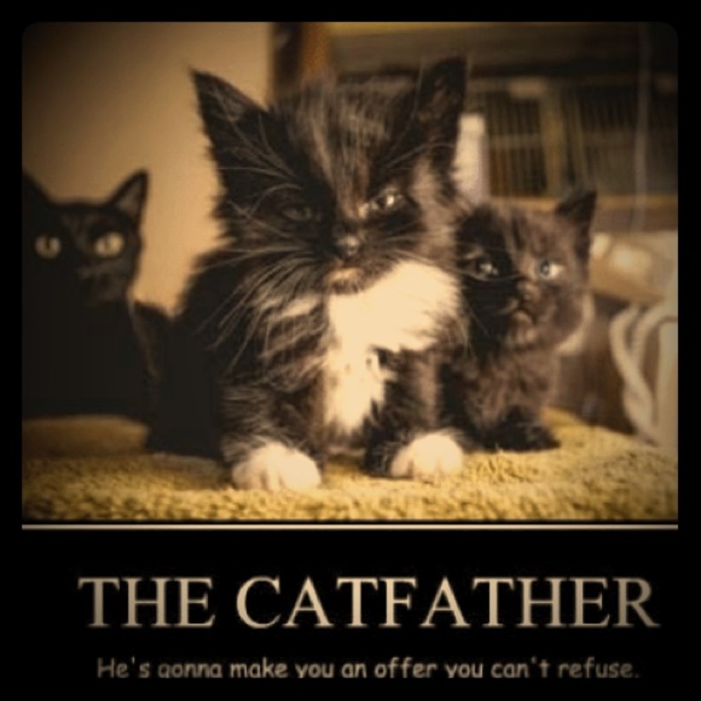 The catfather